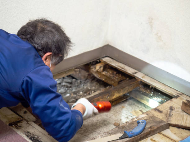 Best Mold Removal Near Me  in Holiday Heights, NJ