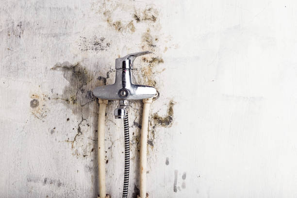 Best Mold Remediation  in Holiday Heights, NJ
