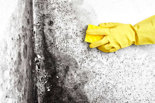 Best Affordable Mold Removal  in Holiday Heights, NJ