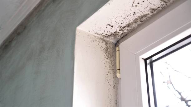 Best Fast Mold Removal  in Holiday Heights, NJ