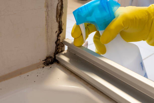 Best Residential Mold Removal  in Holiday Heights, NJ