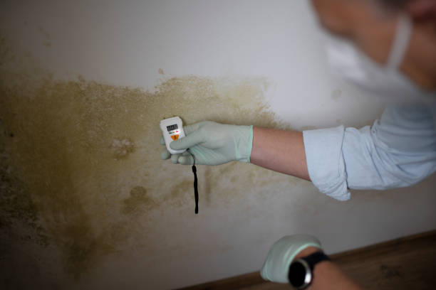 Best Commercial Mold Removal  in Holiday Heights, NJ