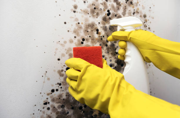 Best Local Mold Removal Service  in Holiday Heights, NJ