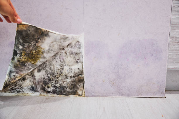 Best Toxic Mold Removal  in Holiday Heights, NJ
